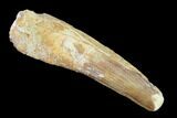 Bargain, Spinosaurus Tooth - Real Dinosaur Tooth #140777-1